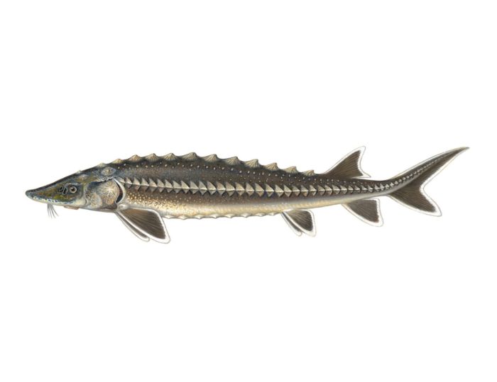 Russian sturgeon