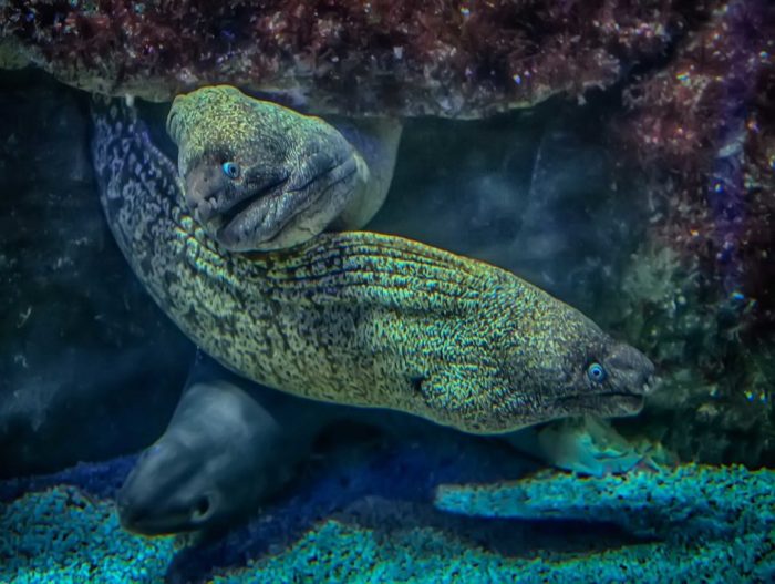 Senarai 24 spesies ikan pemangsa, apakah mereka dan apa yang mereka makan, penerangan