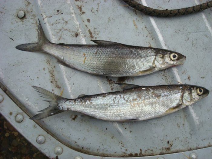 List of the top 21 varieties of northern fish, their descriptions and where they are found