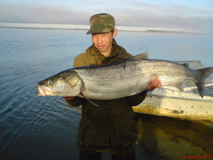 Lista das 21 principais variedades de peixes do norte, suas descrições e onde são encontrados