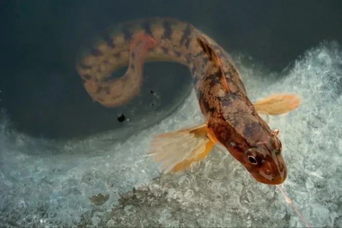 Senarai 24 spesies ikan pemangsa, apakah mereka dan apa yang mereka makan, penerangan