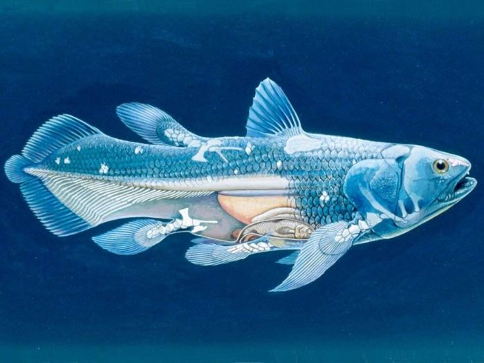 coelacanth fisk