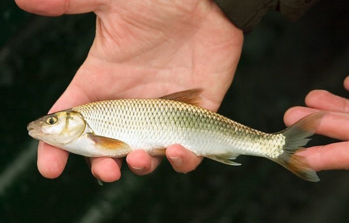 Luettelo pohjoisten kalojen 21 parhaasta lajikkeesta, niiden kuvaukset ja sijainti