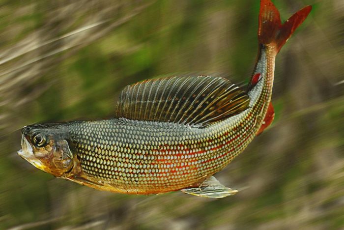 6 tipos de peixes populares encontrados nas águas do Baikal, suas descrições