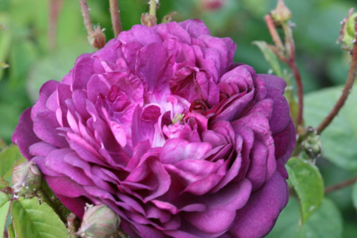 Variedades de rosas violetas y lilas con nombres y descripciones, sus características.