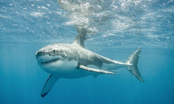 Die 31 schrecklichsten und hässlichsten Fische der Welt – ihre Beschreibungen und Eigenschaften