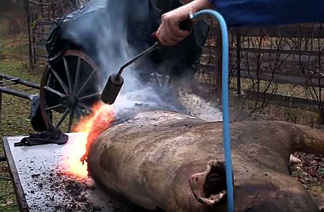 Πώς να τραγουδήσετε μια φωτογραφία γουρουνιού