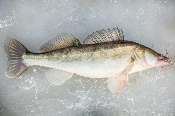 Listahan ng 24 na species ng mandaragit na isda, kung ano sila at kung ano ang kanilang kinakain, mga paglalarawan