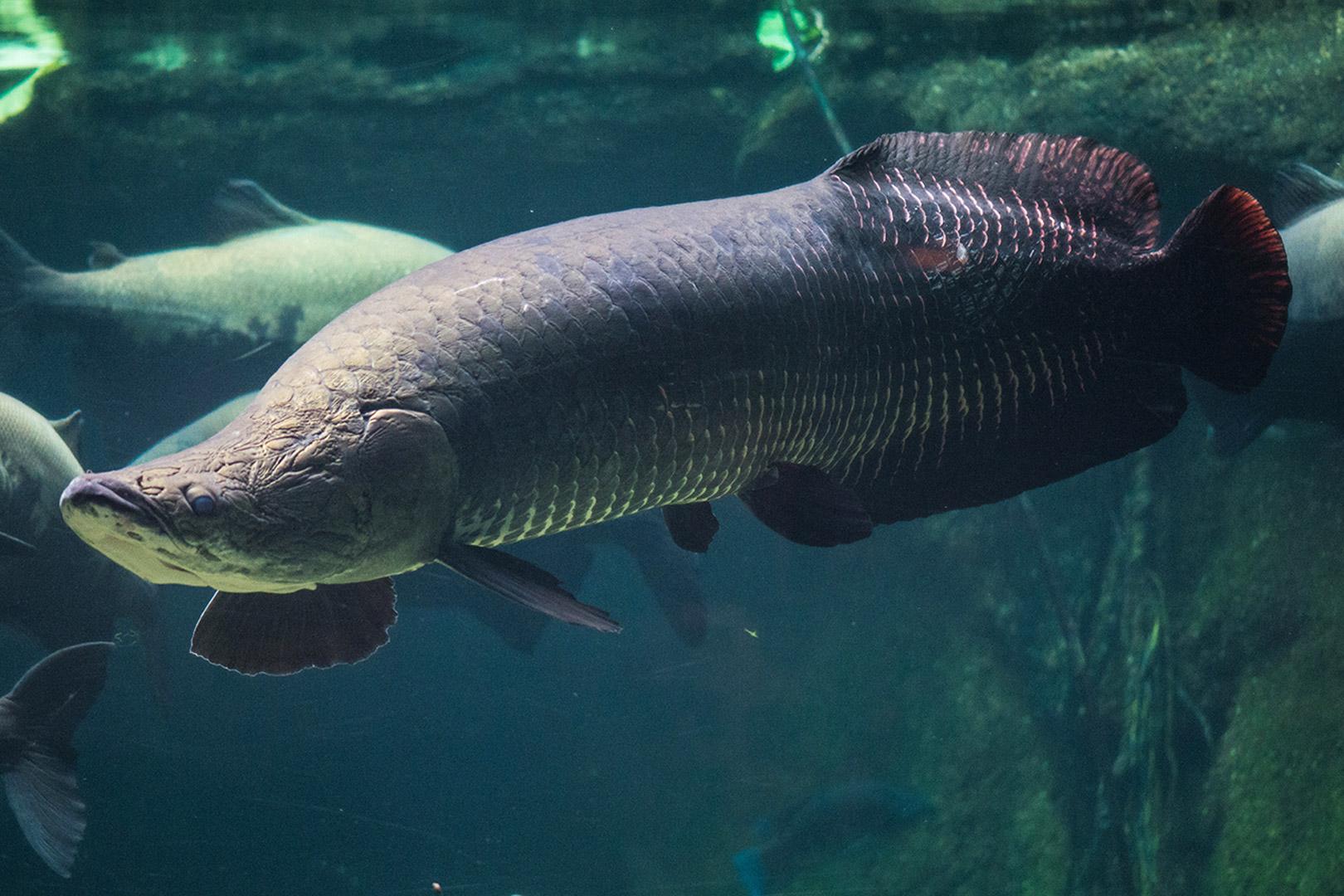 Predatory fish: list of 24 species, what they are and what they eat ...
