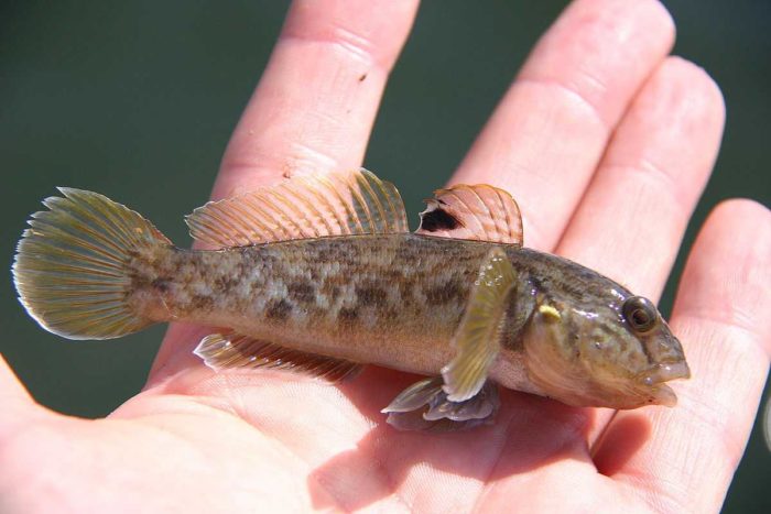 Listahan ng 24 na species ng mandaragit na isda, kung ano sila at kung ano ang kanilang kinakain, mga paglalarawan