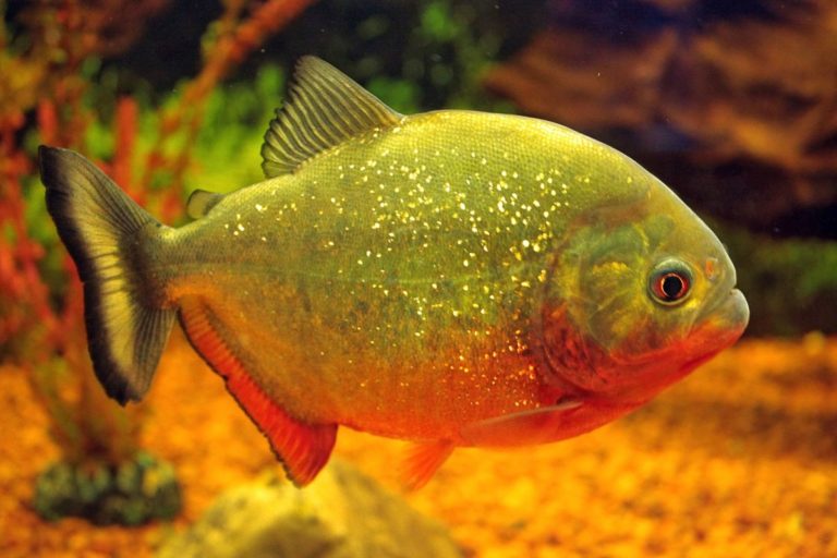 Predatory fish: list of 24 species, what they are and what they eat ...