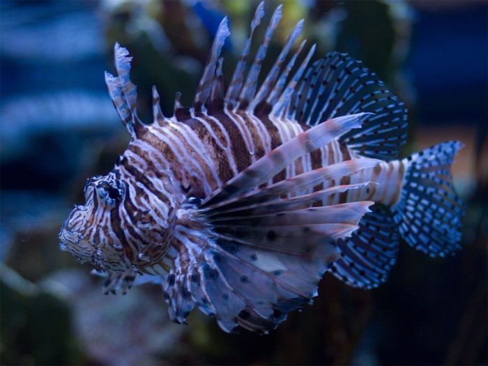 Top 31 nejstrašnějších a nejošklivějších ryb na světě - jejich popisy a vlastnosti