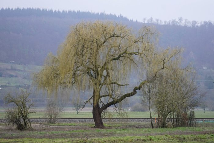 Top 10 nejlepších druhů vrb - názvy a odrůdy stromů s popisy a fotografiemi