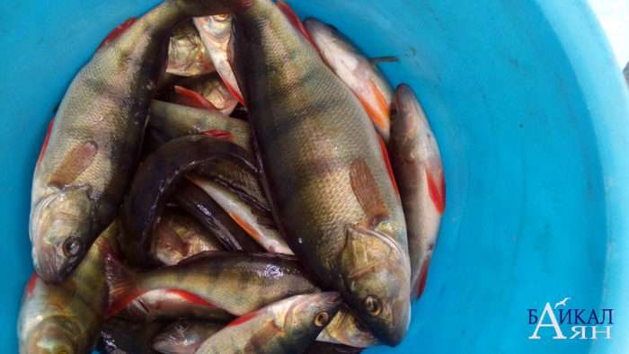 6 tipos de peixes populares encontrados nas águas do Baikal, suas descrições