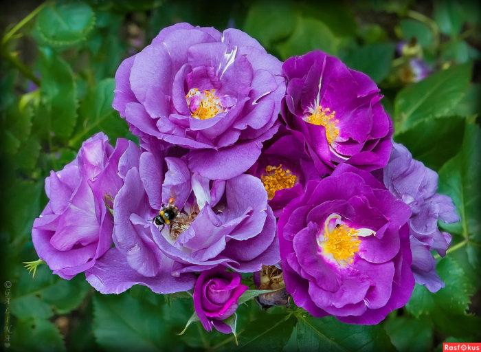 Odrůdy fialových a lila růží se jmény a popisy, jejich vlastnosti