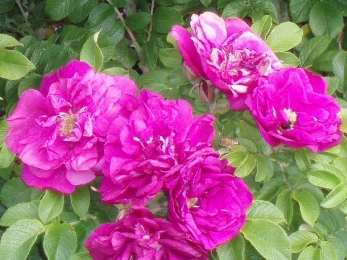 Varieties of purple and lilac roses with names and descriptions, their features