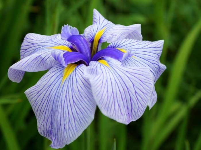 Iris Japonica