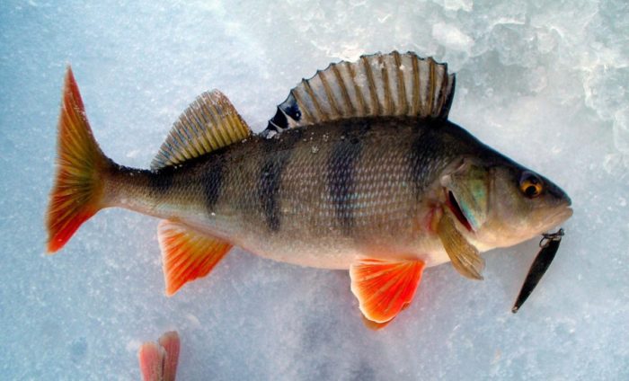 Seznam 24 druhů dravých ryb, co to je a čím se živí, popisy