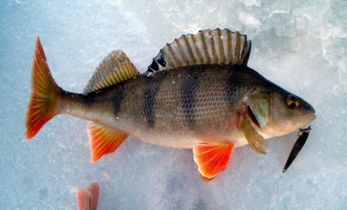 Senarai 24 spesies ikan pemangsa, apakah mereka dan apa yang mereka makan, penerangan