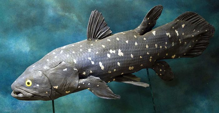 coelacanth fisk