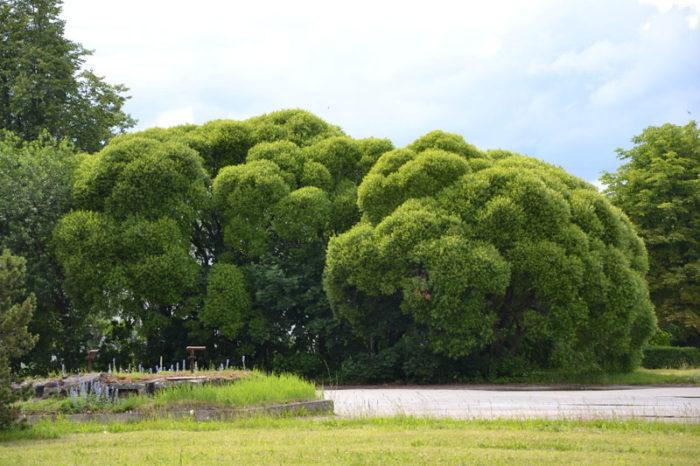 Top 10 best types of willow - names and varieties of trees with descriptions and photos