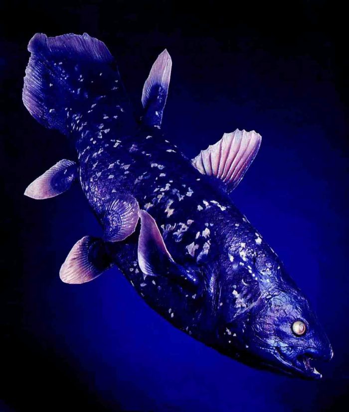 coelacanth fisk