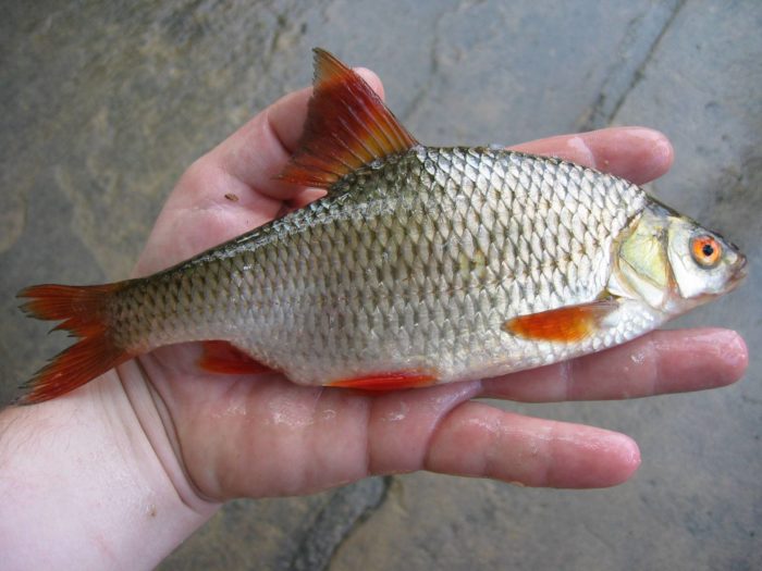 Seznam nejlepších 21 odrůd severních ryb, jejich popisy a kde se nacházejí