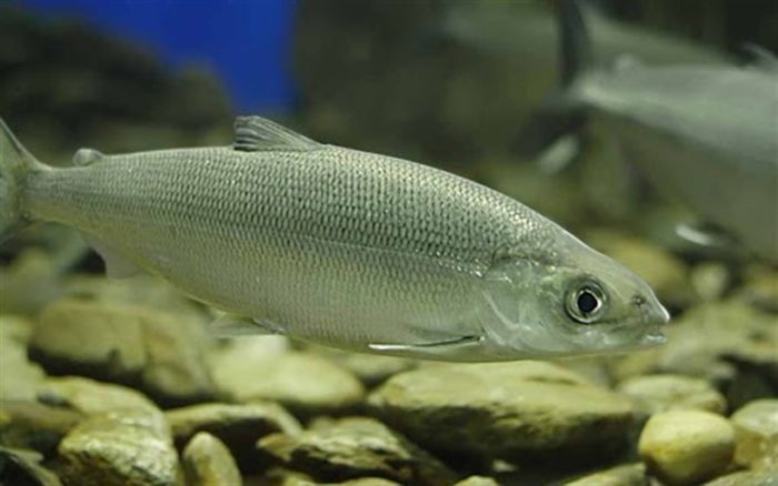 6 druhů oblíbených ryb, které se nacházejí ve vodách Bajkalu, jejich popisy
