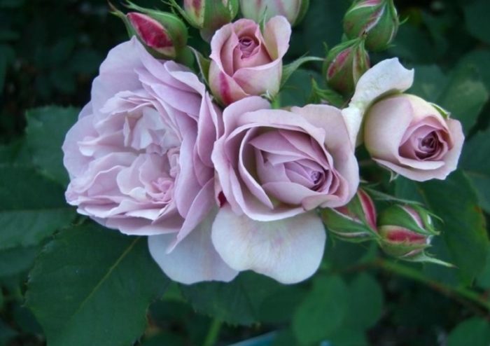 Varieties of purple and lilac roses with names and descriptions, their features