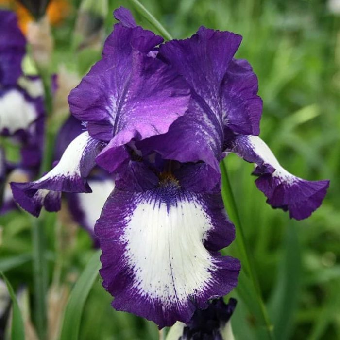 Iris Germanica