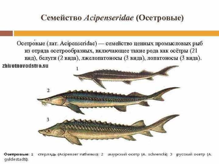 Llista de peixos de la família dels esturions