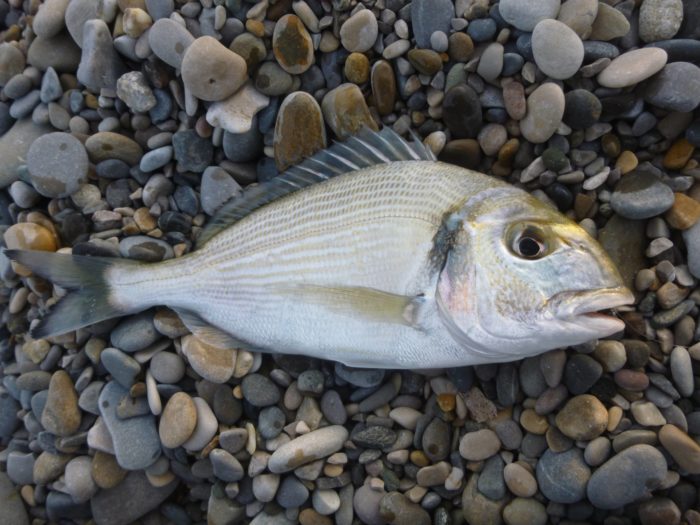 isda ng dorado