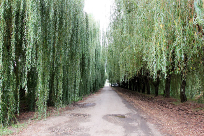 Top 10 best types of willow - names and varieties of trees with descriptions and photos