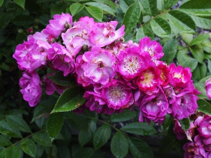 Varieties of purple and lilac roses with names and descriptions, their features