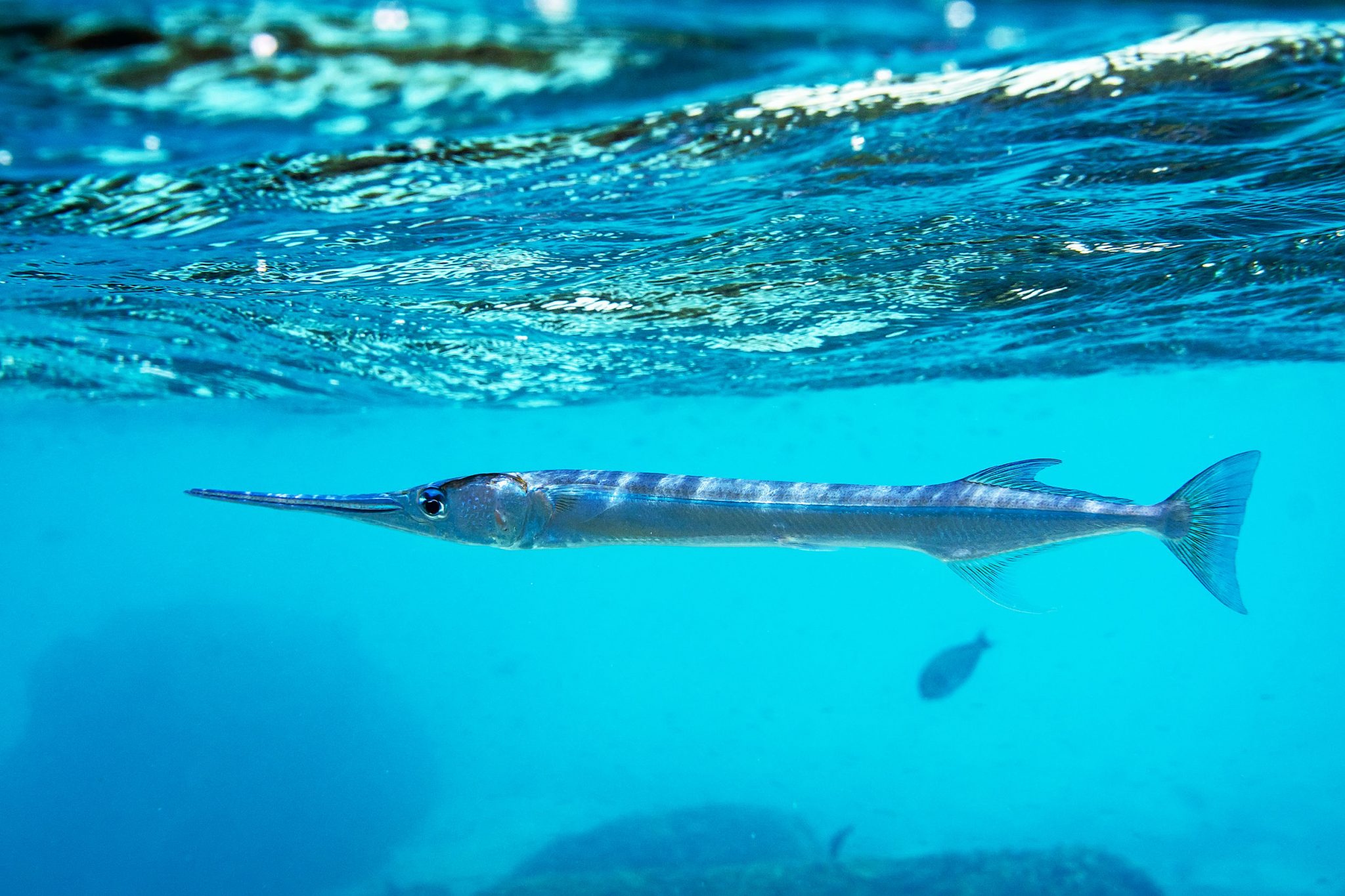 Predatory fish: list of 24 species, what they are and what they eat ...