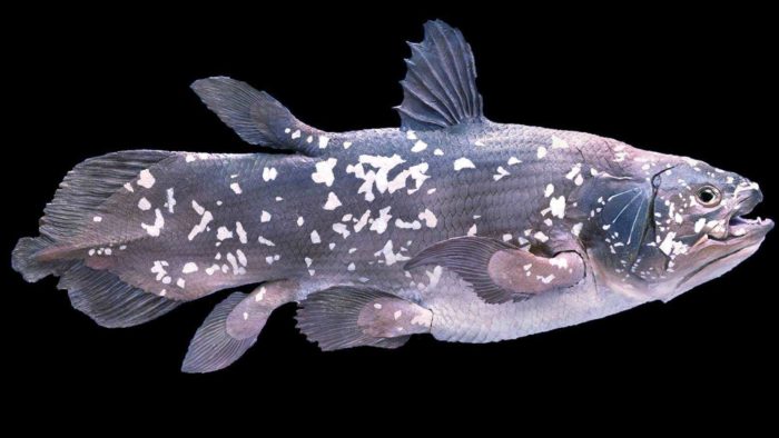 coelacanth kala