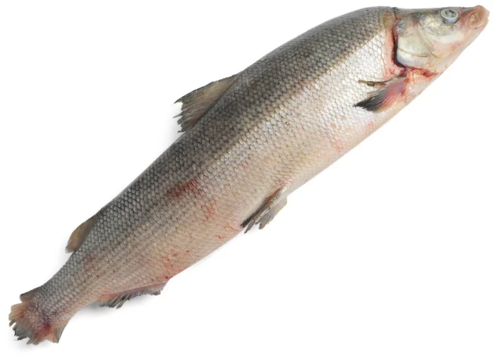 List of the top 21 varieties of northern fish, their descriptions and where they are found