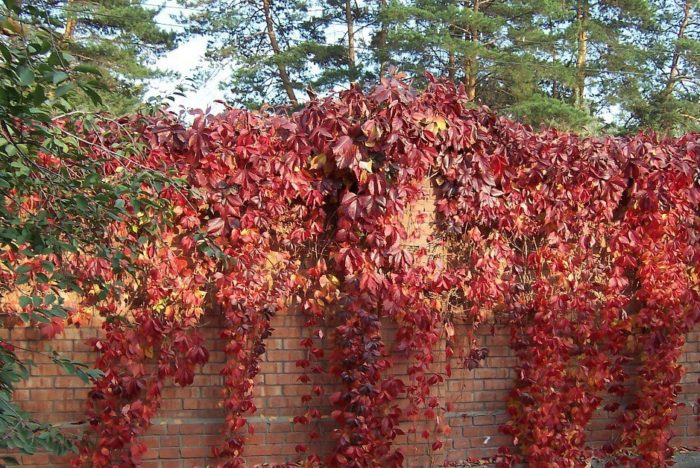 jaunavas vīnogas (savvaļas): stādīšana un kopšana Sibīrijā