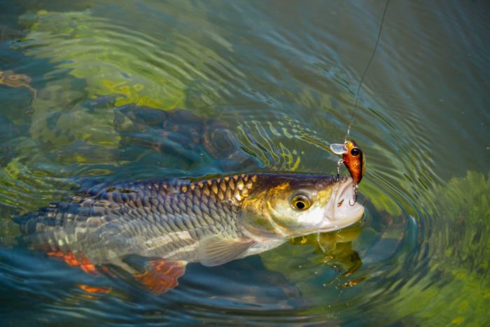 Foto von Döbelfischen