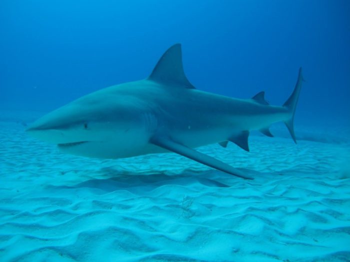 Die 31 schrecklichsten und hässlichsten Fische der Welt – ihre Beschreibungen und Eigenschaften