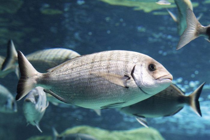 foto de peixe dourado