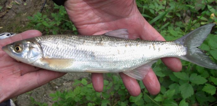 Beschreibung des königlichen Fischs Shamaika