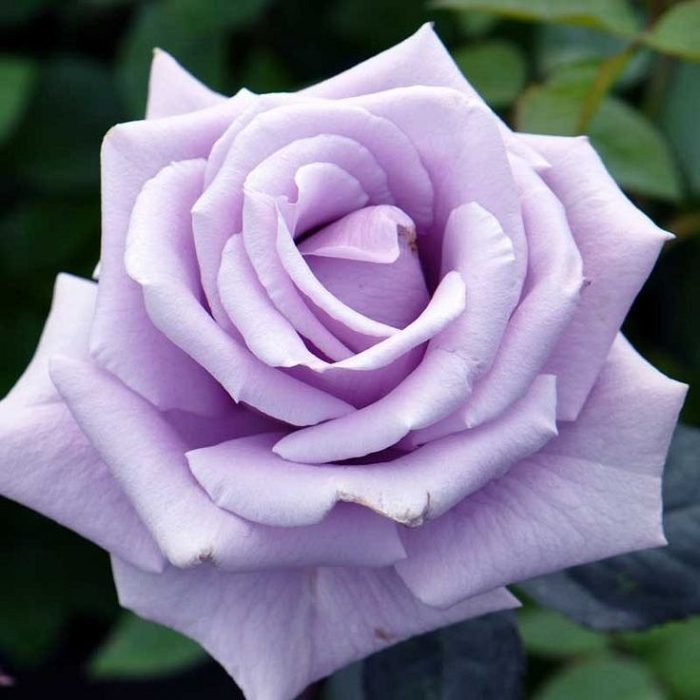 Variedades de rosas violetas y lilas con nombres y descripciones, sus características.