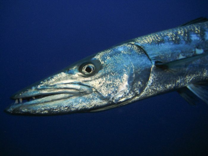 larawan ng isda ng barracuda