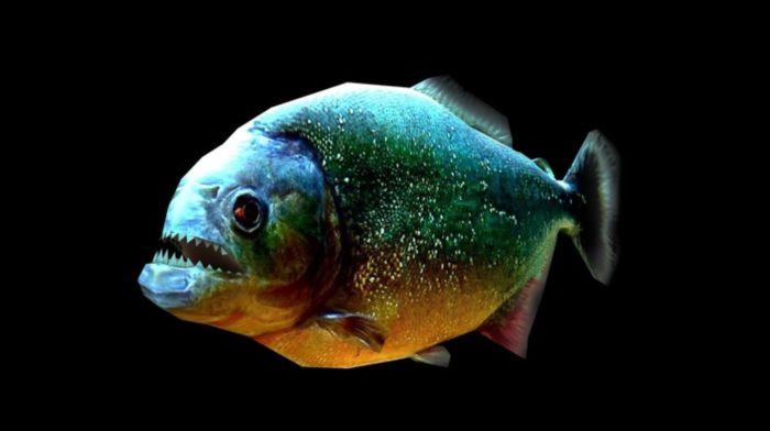 Top 31 nejstrašnějších a nejošklivějších ryb na světě - jejich popisy a vlastnosti