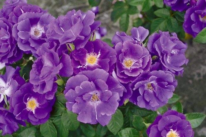 Varieties of purple and lilac roses with names and descriptions, their features