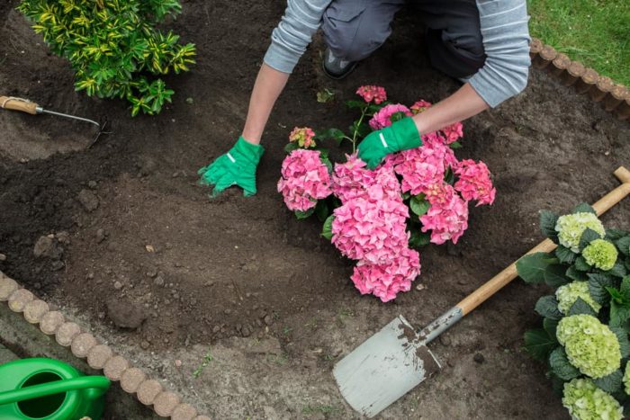 Kuvaus hydrangea serratan uudelleenistutuksesta