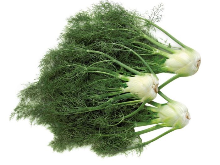 difference between anise and fennel photo