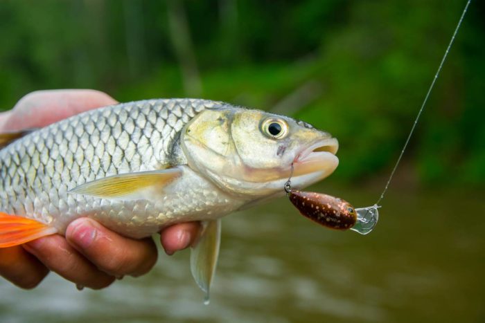 Foto von Döbelfischen