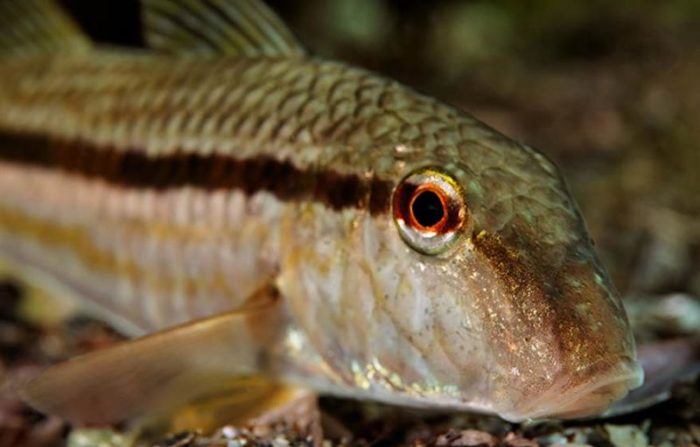 mullet fish